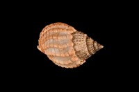 藏品(織紋螺)的圖片